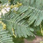 Acacia dealbataFolha