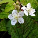 Rubus caesius Blüte
