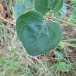 Boerhavia diffusa Leaf