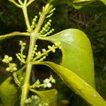 Phoradendron piperoides Листок
