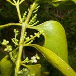 Phoradendron piperoides Blatt