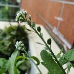 Lepidium sativum Fruit