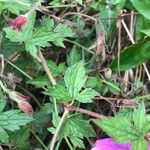 Geranium × oxonianum Leaf