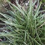 Carex morrowii पत्ता