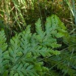 Dryopteris dilatata Blad