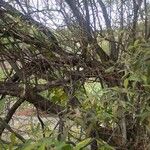 Salix lasiolepis Bark