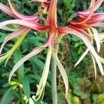 Hippeastrum cybister