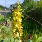 Crotalaria pallida Цвят