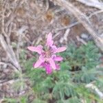 Lupinus hispanicus 花