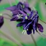 Aquilegia atrata Altres