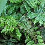 Polystichum polyblepharum Hoja