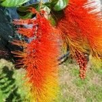 Combretum fruticosum Flower