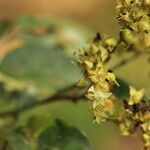 Dialium tessmannii Flor