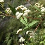 Ageratina riparia Kvet