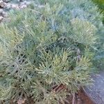 Artemisia frigida Blatt