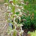 Himantoglossum hircinum Kvet