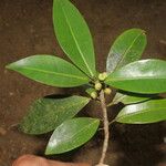 Ficus americana Leaf