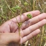 Ranunculus arvensis Froito