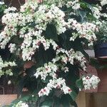 Clerodendrum thomsoniaeКвітка