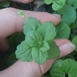 Veronica persica Leaf