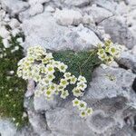 Saxifraga squarrosa Flower