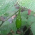 Capsicum pubescens ഫലം