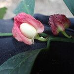 Heisteria parvifolia Flower