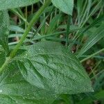 Silene dioica Leaf