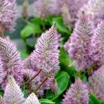 Ptilotus extenuatus Hábito