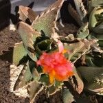 Faucaria tigrina പുഷ്പം
