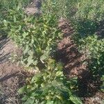 Catha edulis Φύλλο