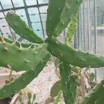 Opuntia dejecta ᱥᱟᱠᱟᱢ