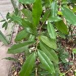 Polyalthia suberosa Leaf