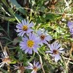 Tripolium pannonicum 花