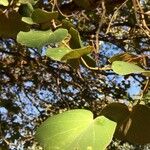 Piliostigma thonningii Leaf