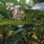 Alpinia zerumbet 花