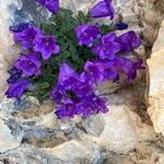 Campanula morettiana Cvet