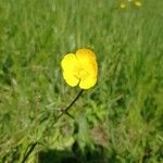 Ranunculus acrisFlower