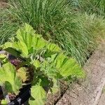 Pelargonium cucullatum Blad