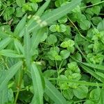 Persicaria minor Feuille