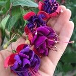 Fuchsia magellanicaFlower