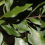 Pisonia macranthocarpa 葉