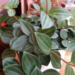 Peperomia quadrangularis Leht