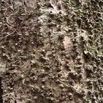 Pleodendron costaricense Bark