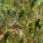 Aegilops geniculata Fruto