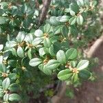 Myrsine africana Likasa