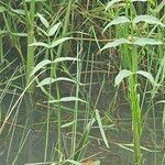 Sium latifolium Hoja