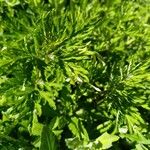 Artemisia verlotiorum Leaf