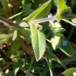 Myosotis arvensis Leaf