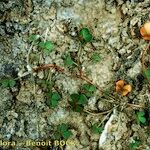 Marsilea strigosa Bark